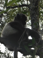 Propithecus edwardsi