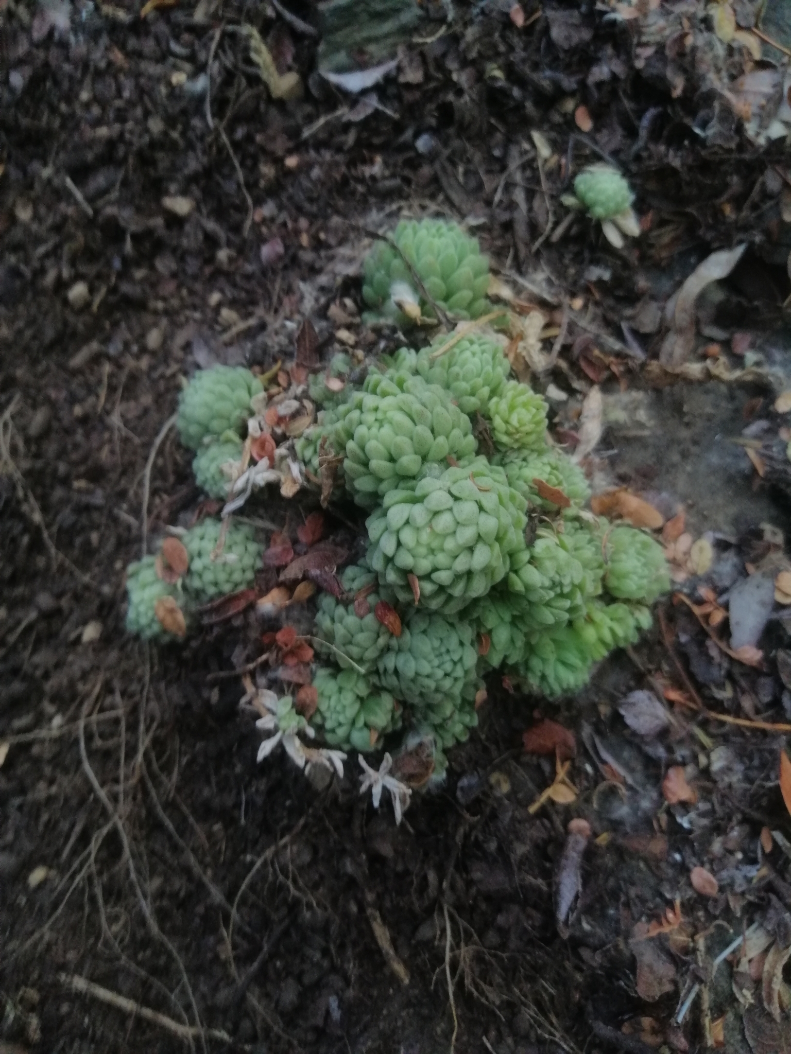 Imagem de sedum