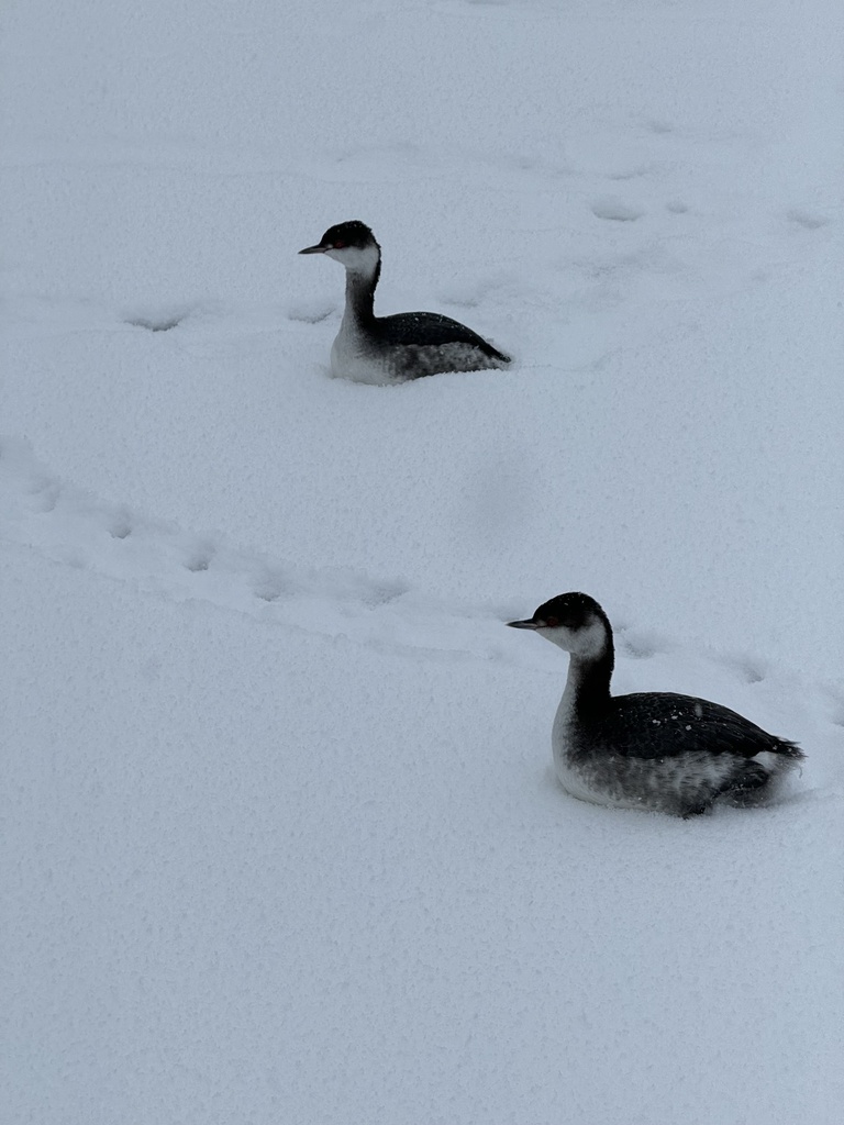 Horned Grebe from Spring Creek Park, State College, PA, US on January