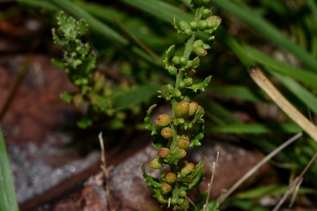 Hairy wormseed