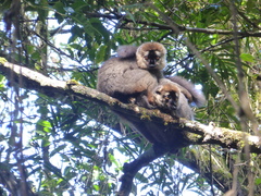 Eulemur rufifrons
