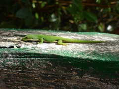 Phelsuma quadriocellata