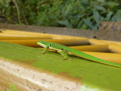 Phelsuma quadriocellata