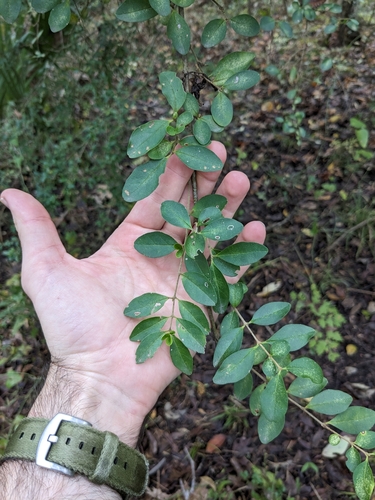 Chinese privet