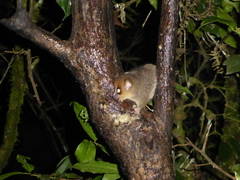Microcebus rufus