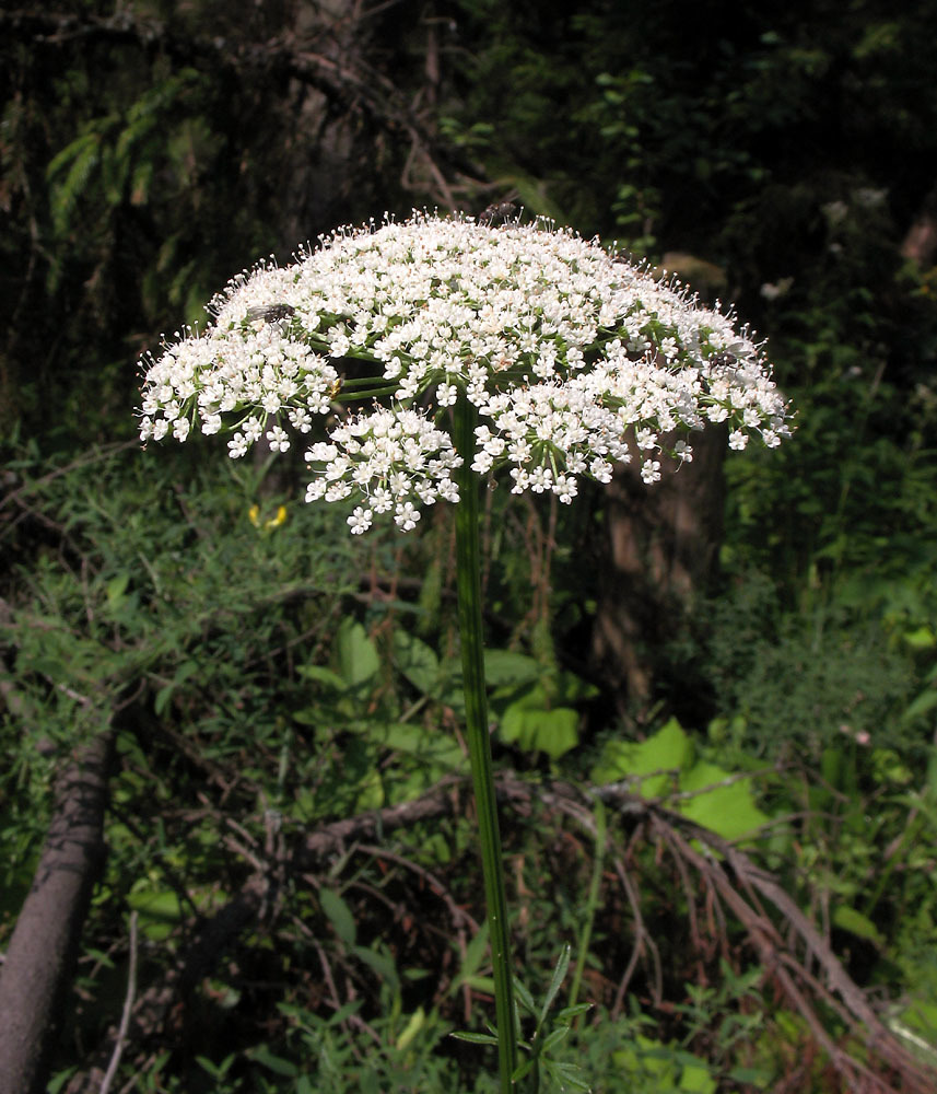 Selinum carvifolia