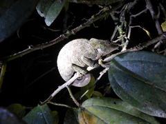 Calumma crypticum