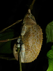 Calumma crypticum
