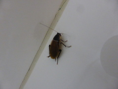 Anallacta methanoides