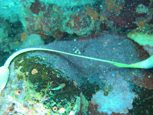 Blenniiformes