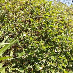 Convolvulus crenatifolius
