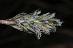 Sesleria albicans