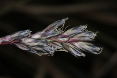 Sesleria albicans
