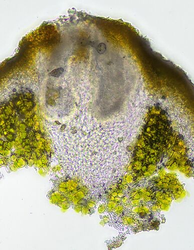Soil Paint Lichen