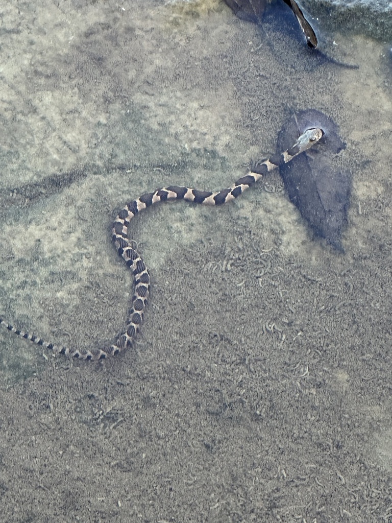 Common Watersnake From Atwood Dr SE, Huntsville, AL, US On October 29 ...