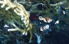 Pseudocheilinus hexataenia