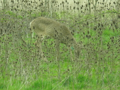 Odocoileus virginianus leucurus