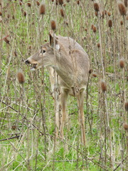 Odocoileus virginianus leucurus