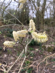 Salix viminalis