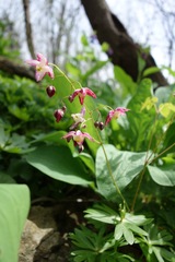 Epimedium