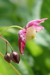 Epimedium