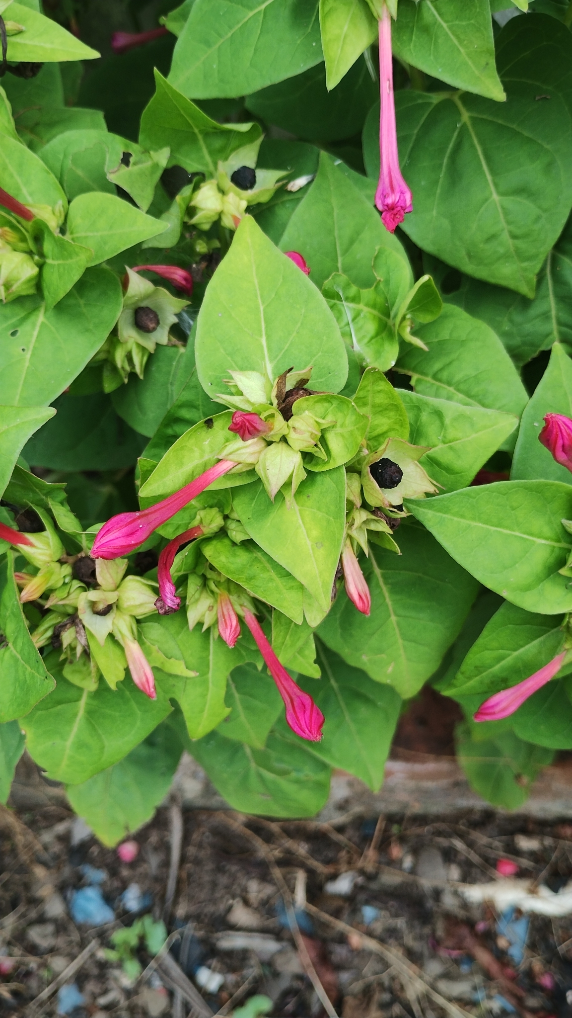 Mirabilis jalapa