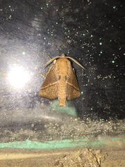 Quasithosea obliquistriga