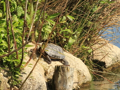 Mauremys leprosa leprosa