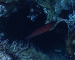 Pseudocheilinus evanidus