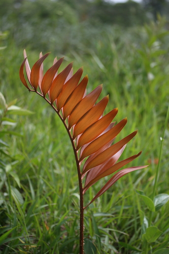 Genus Zamia  iNaturalist