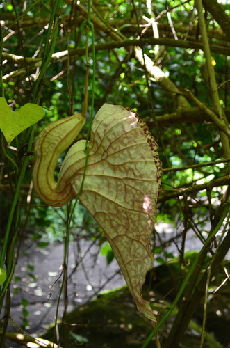Aristolochia grandiflora