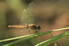 Brachythemis lacustris