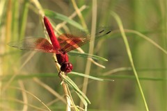 Brachythemis lacustris