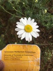 Leucanthemum vulgare