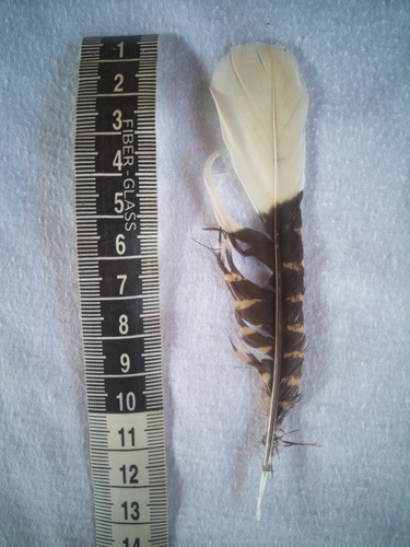Mexican Whip-poor-will (Antrostomus arizonae), photo 3