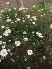 Leucanthemum vulgare