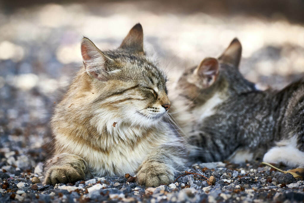 Domestic Cat (Felis catus) - Know Your Mammals
