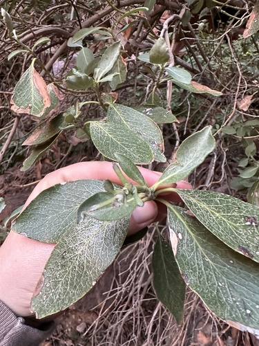 Interior Silktassle foliage