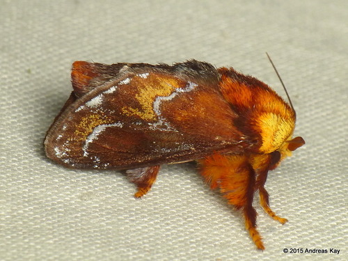 Miresa clarissa (Stoll, 1790)