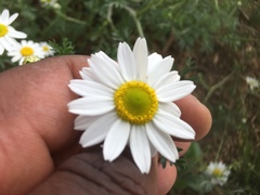 Leucanthemum vulgare