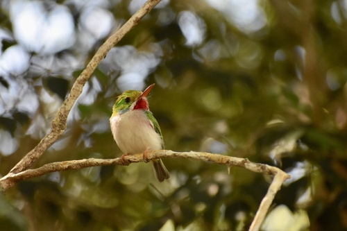 Cuban Tody