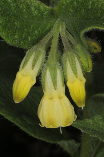 Tuberous Comfrey