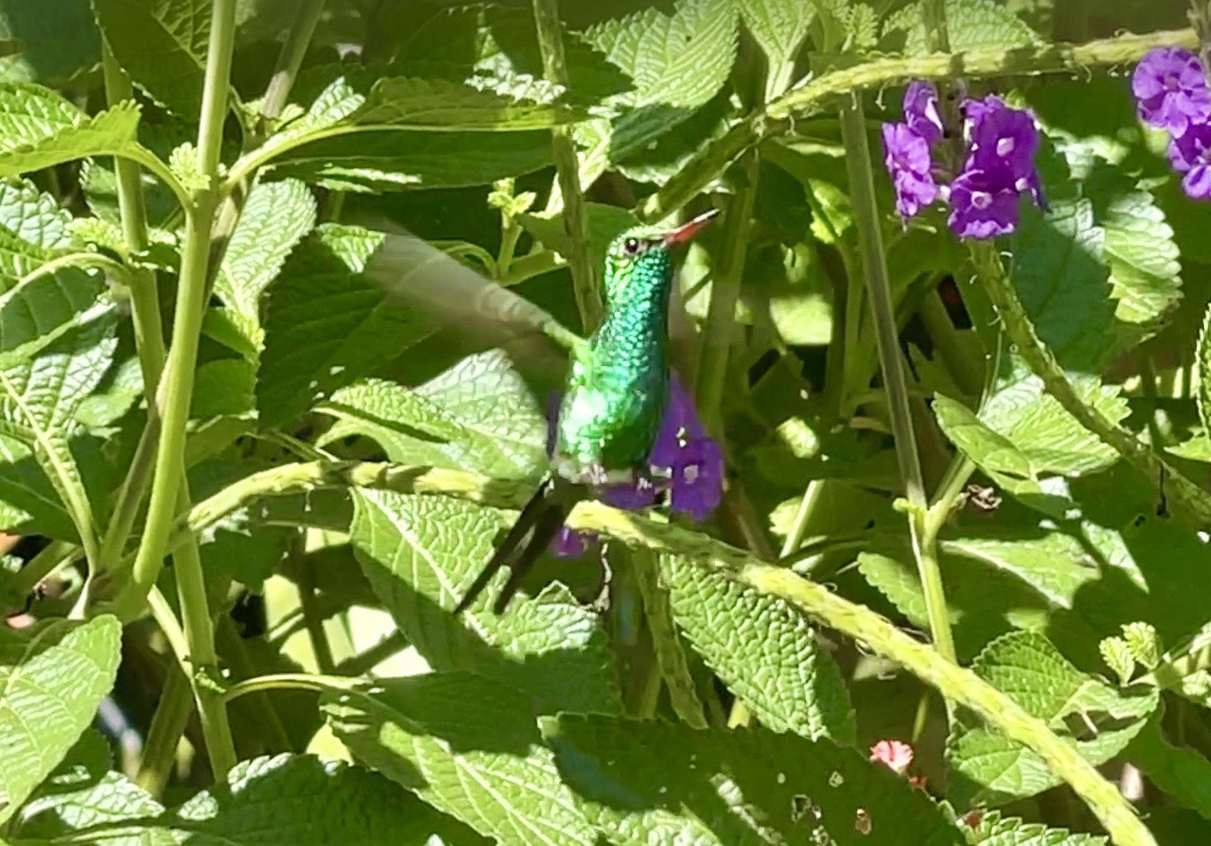 Golden-crowned Emerald (Cynanthus auriceps), photo 6
