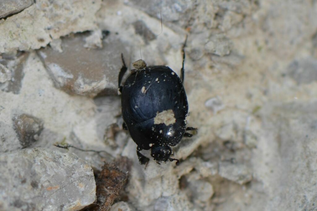 Saprinus semistriatus from 5072 Oeschgen, Schweiz on July 22, 2015 at ...