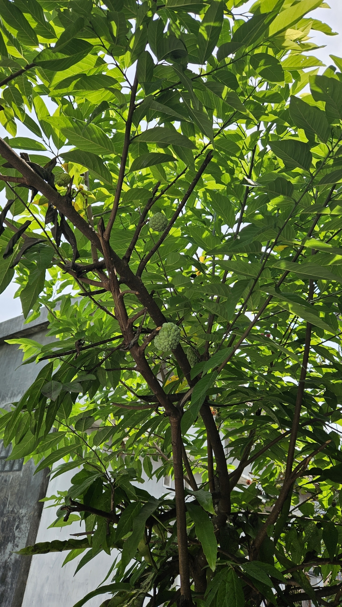 Imagem de Fruta-do-conde