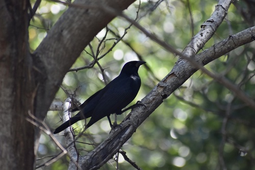 Cuban Blackbird