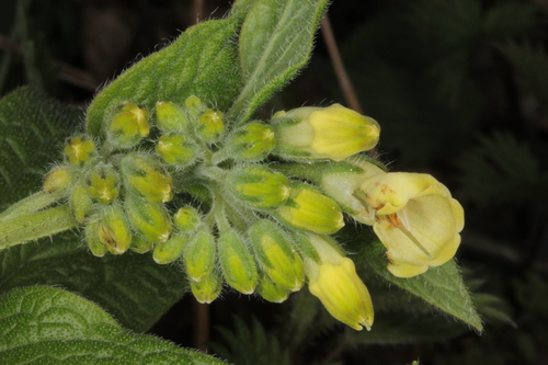 Tuberous Comfrey