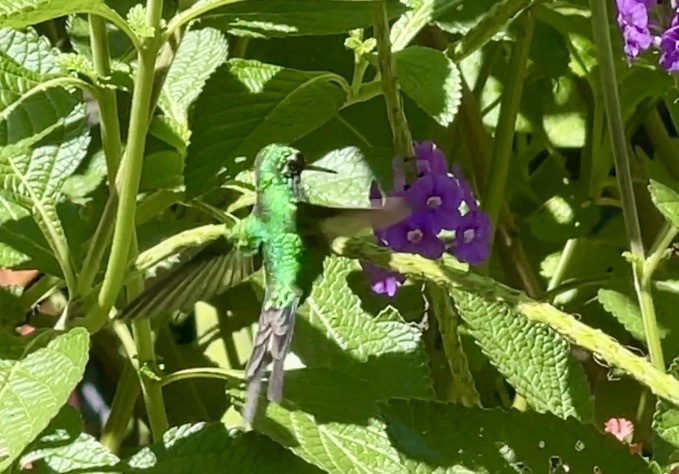 Golden-crowned Emerald (Cynanthus auriceps), photo 7