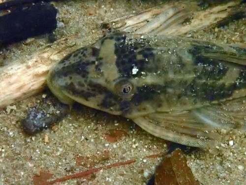 Erica's pleco (Hypostomus ericae) — Loricariidae — 3