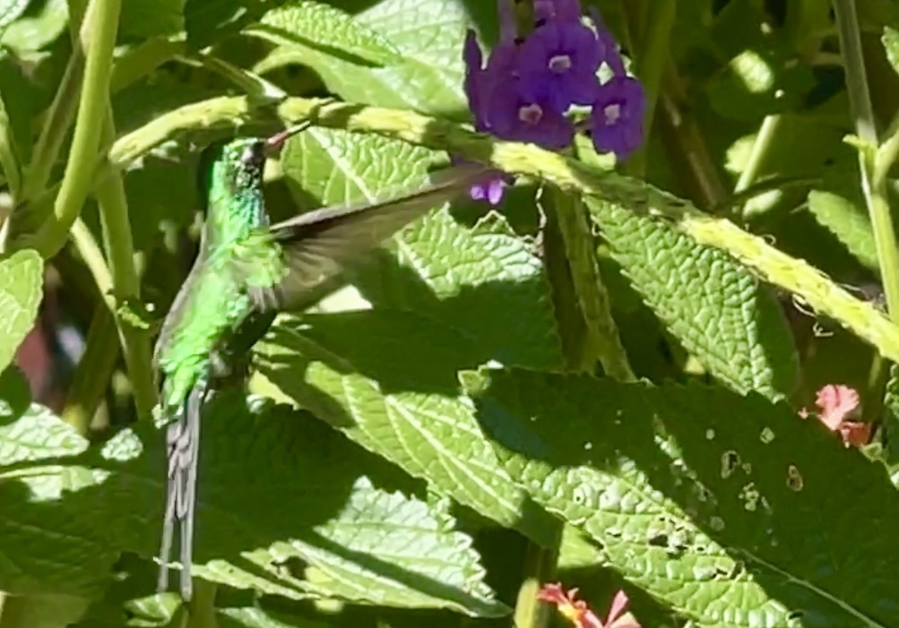 Golden-crowned Emerald (Cynanthus auriceps), photo 8